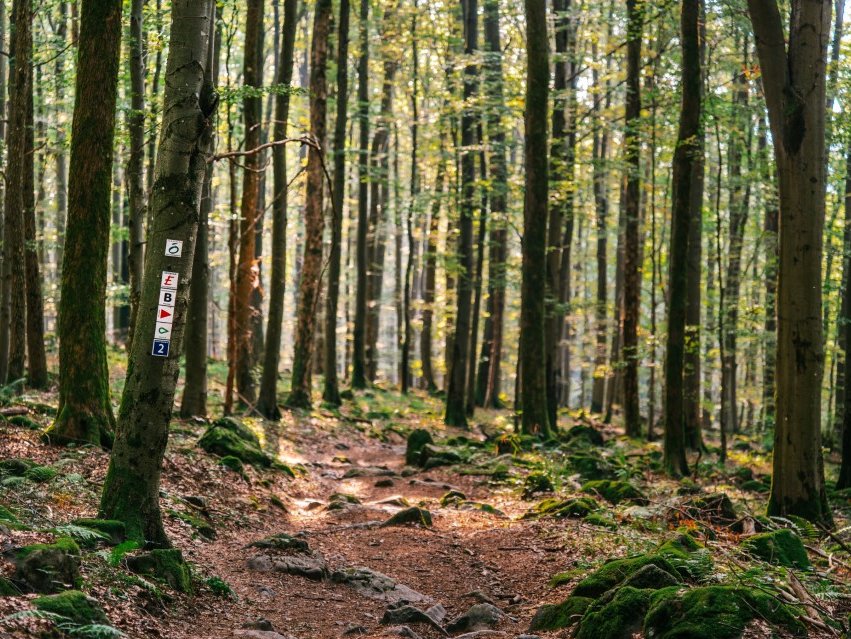 Wanderwegausschnitt durch den Wald