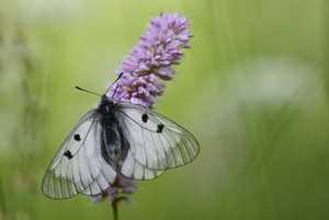 Schmetterling sitzt auf einer Blume