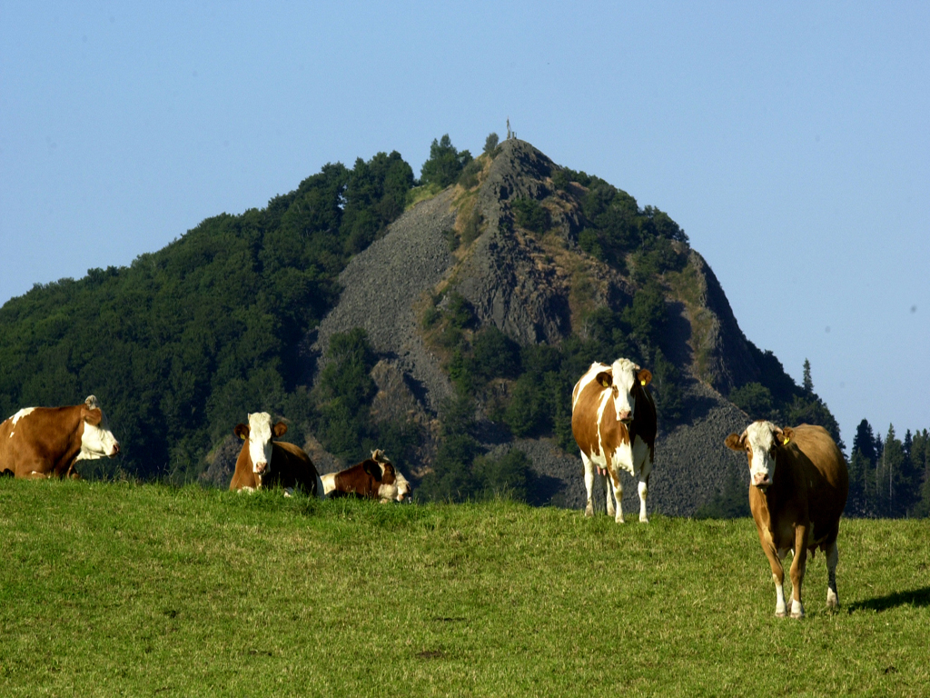 Blick zur Milseburg mit Kühen auf der Weide im Vordergrund