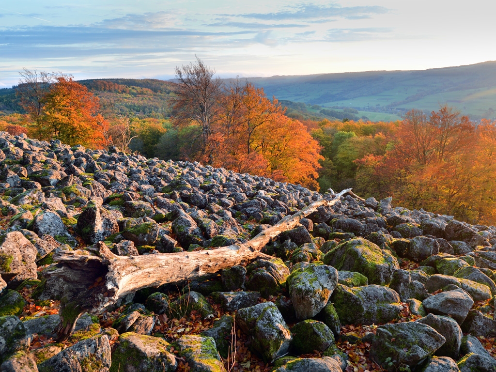Basaltgeröllfeld im Herbst mit totem Baumstamm im Vordergrund