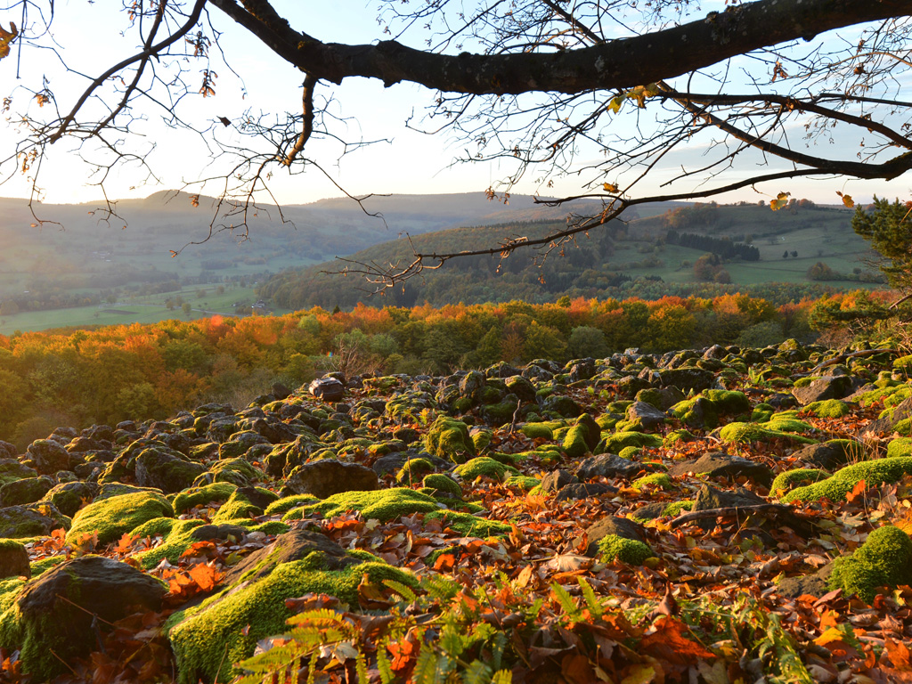 In der aufgehenden Herbstsonne leuchten die Steine der Basaltblockhalde am Schafstein in warmen Grün- und Orangetönen.